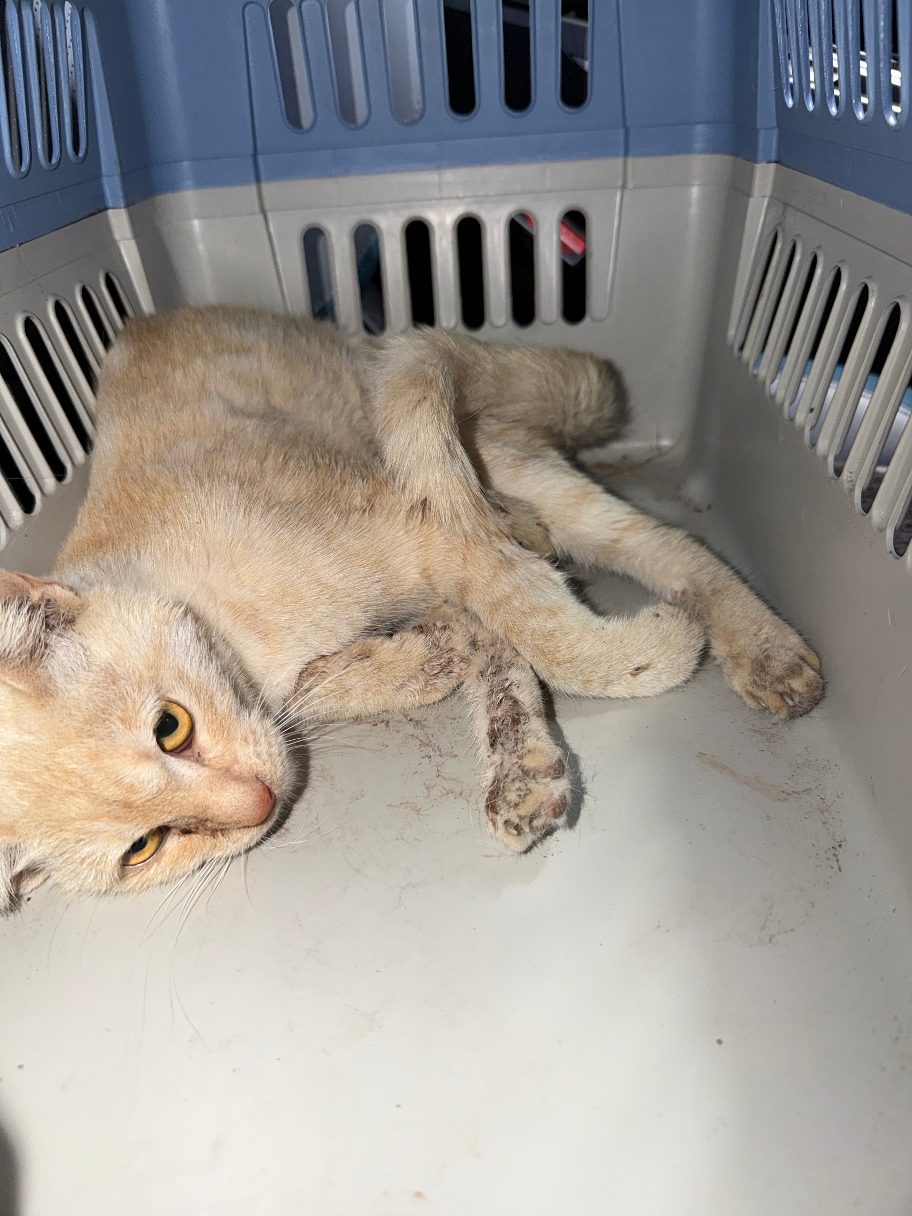 Bethany was found in the street